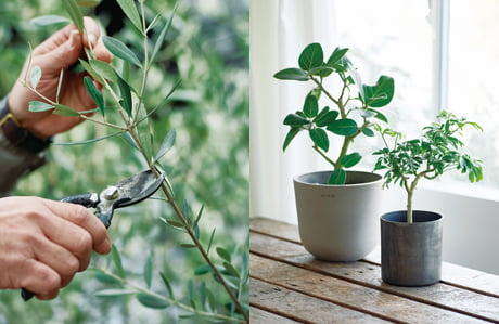 らしく 2026年春夏号