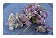 簡単！あじさいのドライフラワーのつくり方